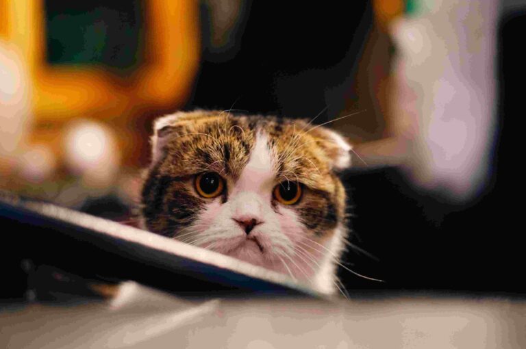 [pii_email_7f145965968cae8c3f8f] Error Resolved 2022