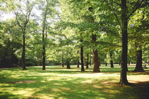 New Park: A Game Changer for Local Economy