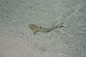 Mini Sharks