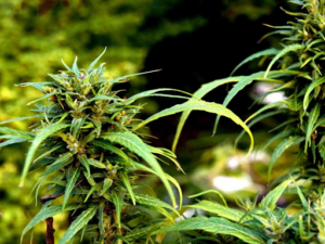 Which To Choose: Online Or In-Store Cannabis?