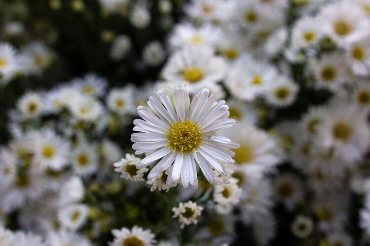 Unveiling the Beauty: 5120x1440p 32:9 Daisies Images