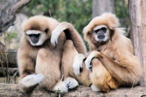 Enhance Your Workspace with Stunning 5120x1440p 329 Gibbon Backgrounds