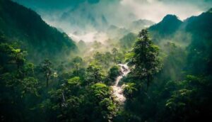Beautiful Forests