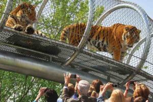 Best Zoos in the World