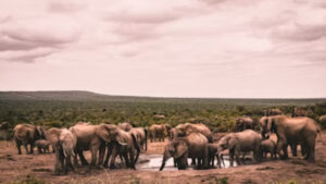 Tips for Choosing the Ultimate Wildlife Photography Adventure