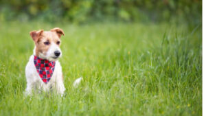 7 Benefits of Enrolling Your Dog in Doggy Day Care