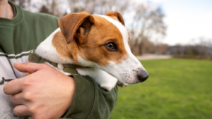 How to Train a Rescue Dog: Tips and Techniques