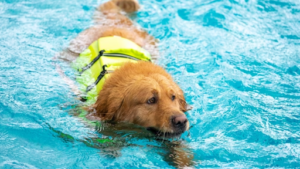 Say Goodbye To Dog Hair In The Pool: Tips For Cleaner Water