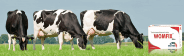Choosing the best veterinary pharma franchise in Beed
