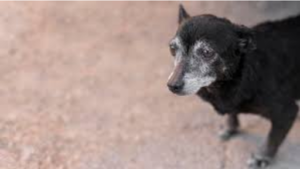 Why Is My Dog Suddenly Dragging Its Back Legs?