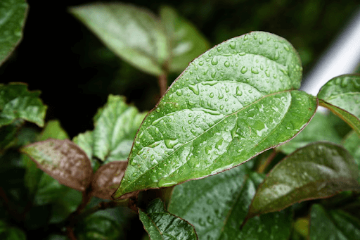 Top Monsoon Plants to Buy for a Greener Home