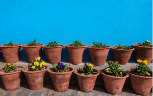 Celebrate Every Occasion with Living Gifts from a Bangalore Plant Shop