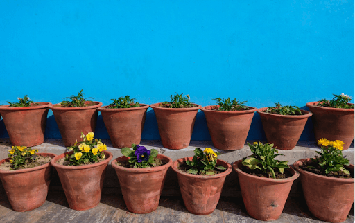 Celebrate Every Occasion with Living Gifts from a Bangalore Plant Shop