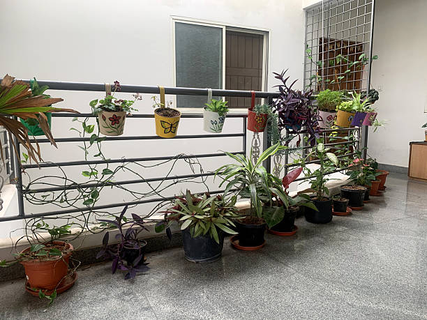 Best Plants in Noida For You and Your Plant-Loving Community