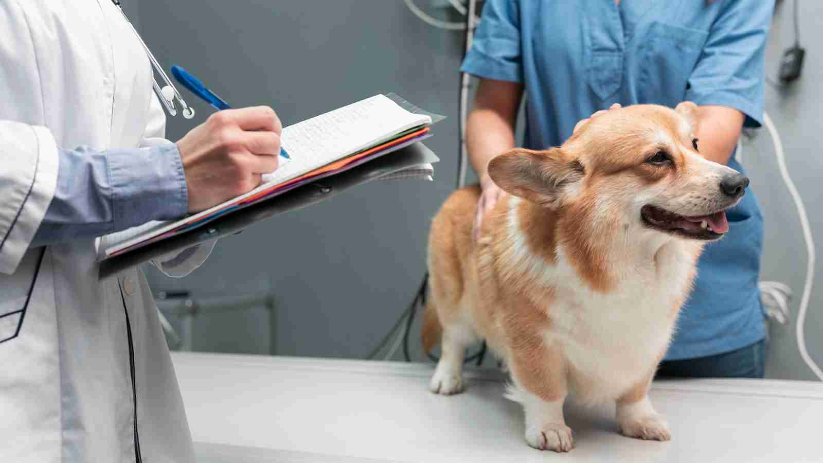 What to Expect During Your Pet’s Visit to a Vet Neurologist