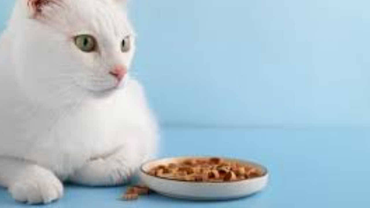How to Tell If Leonardo Cat Food Kitten Is Right for Your Young Cat