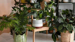 Transform Your Space With Indoor & Outdoor Plants In Gurugram