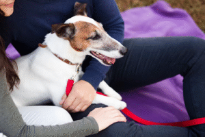 Paralysis Treatment for Dogs: Comprehensive Rehabilitation and Recovery Strategies